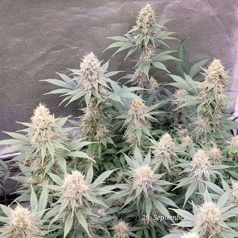 Pearly of Jamaica growlog timeline photo