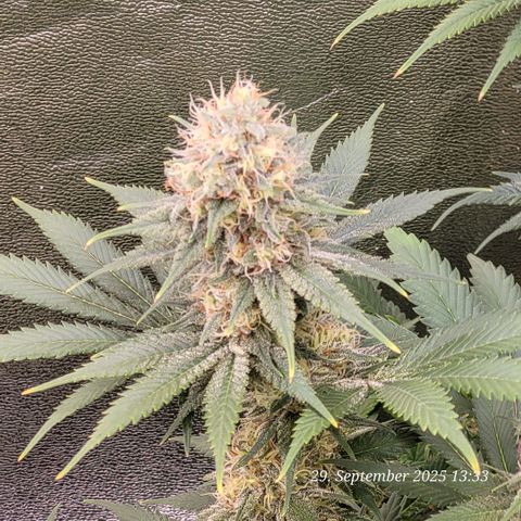 Pearly of Jamaica growlog timeline photo