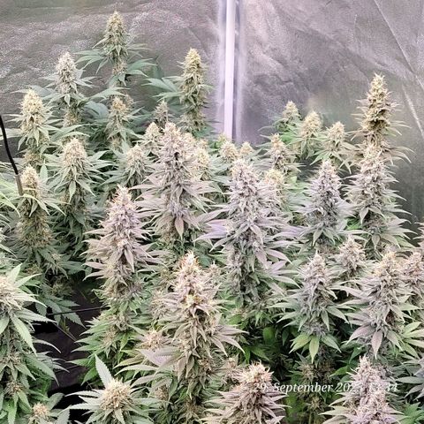 Fast Diesel growlog timeline photo