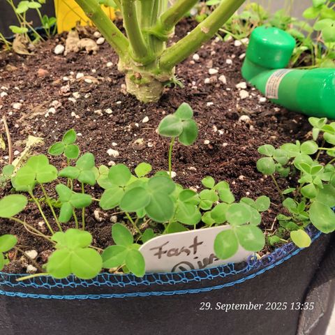 Fast Diesel growlog timeline photo