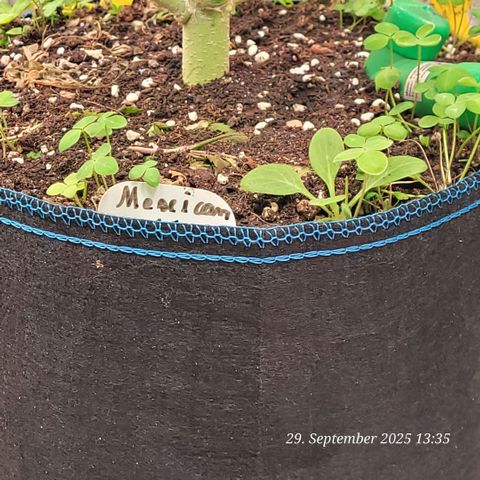 Mexy growlog timeline photo