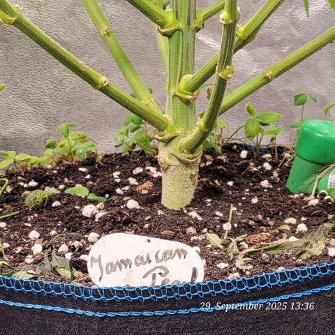 Pearly of Jamaica growlog timeline photo
