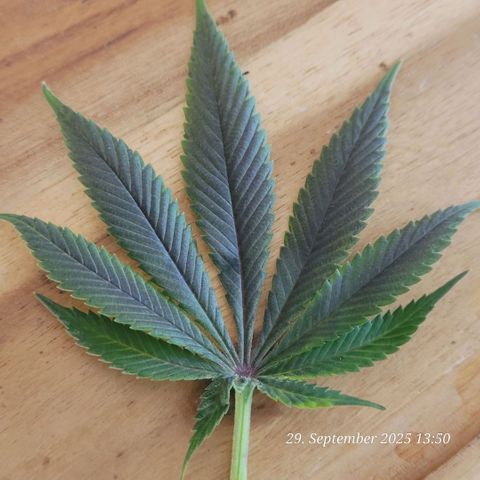 Fast Diesel growlog timeline photo