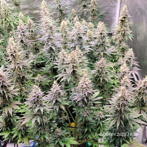 Fast Diesel growlog timeline photo