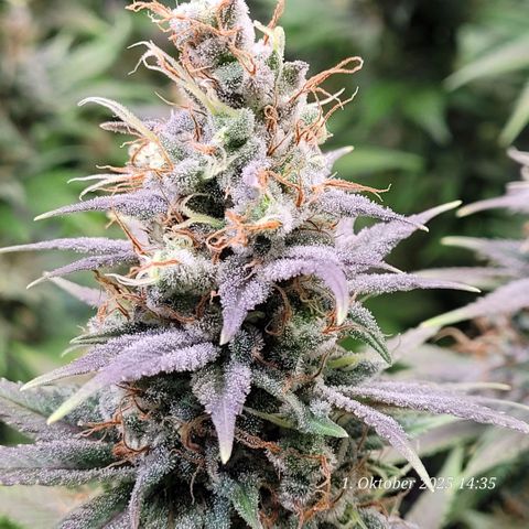 Fast Diesel growlog timeline photo