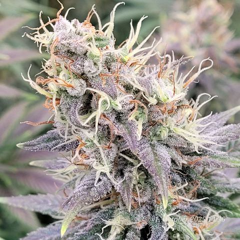 Fast Diesel growlog timeline photo