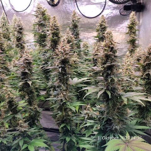 Fast Diesel growlog timeline photo