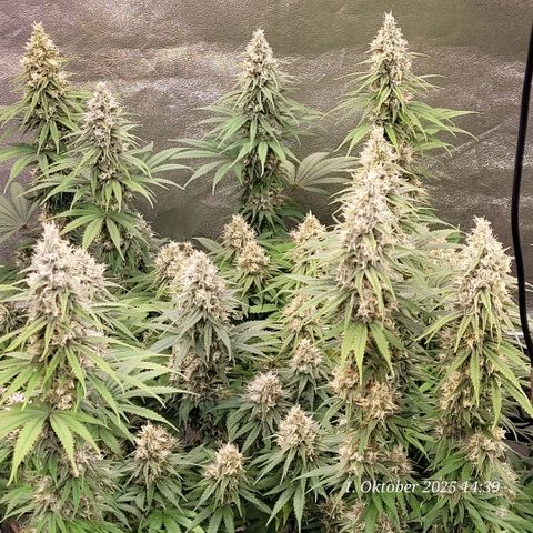 Mexy growlog timeline photo