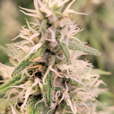 Mexy growlog timeline photo