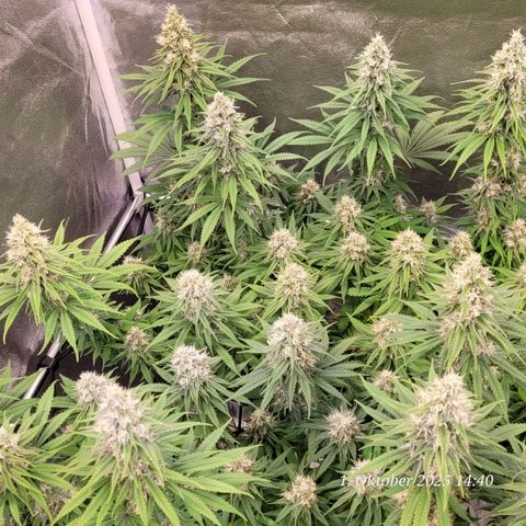 Mexy growlog timeline photo