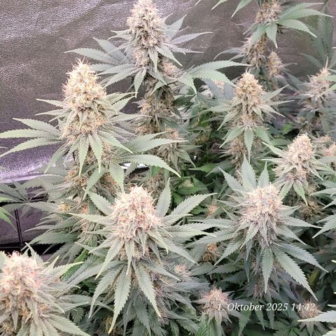 Pearly of Jamaica growlog timeline photo