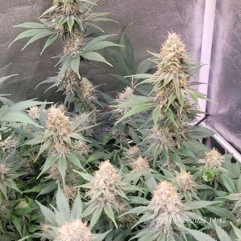 Pearly of Jamaica growlog timeline photo