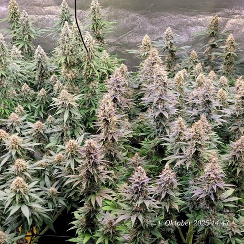 Fast Diesel growlog timeline photo