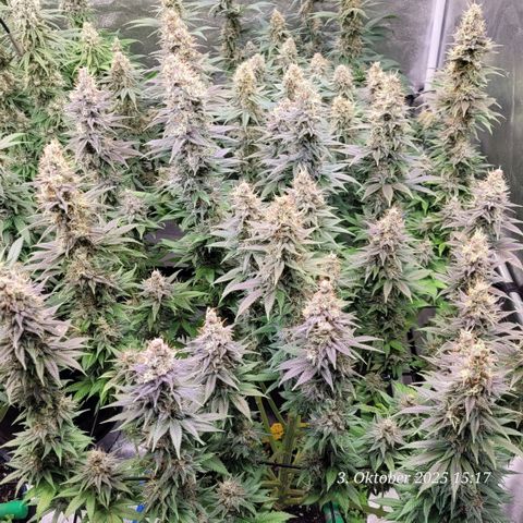 Fast Diesel growlog timeline photo