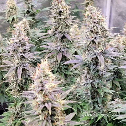 Fast Diesel growlog timeline photo
