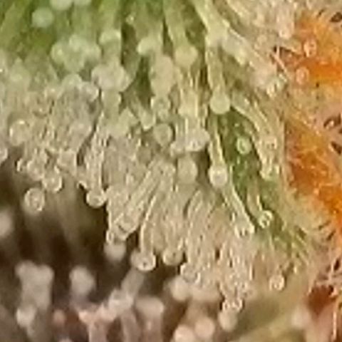 Fast Diesel growlog timeline photo