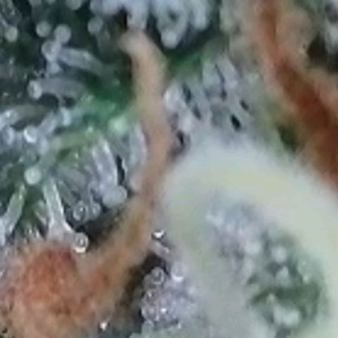 Fast Diesel growlog timeline photo