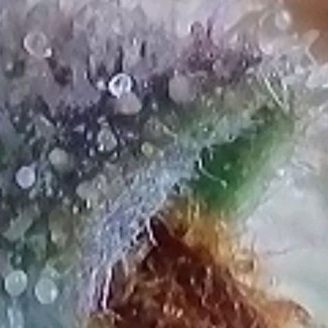 Fast Diesel growlog timeline photo