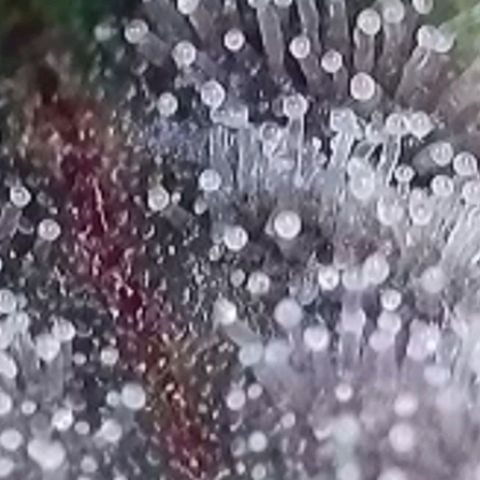 Fast Diesel growlog timeline photo