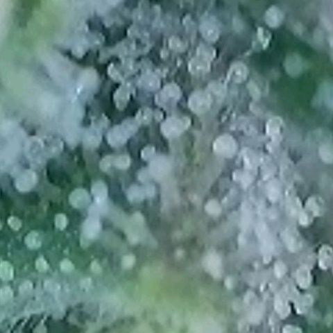 Fast Diesel growlog timeline photo