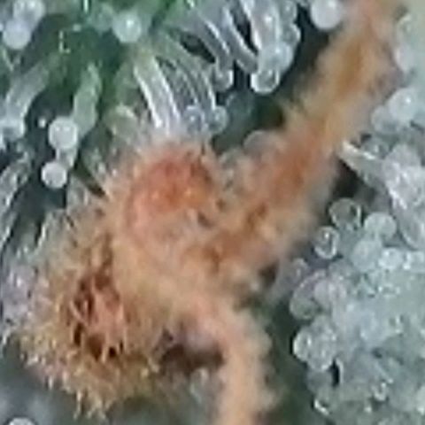 Fast Diesel growlog timeline photo