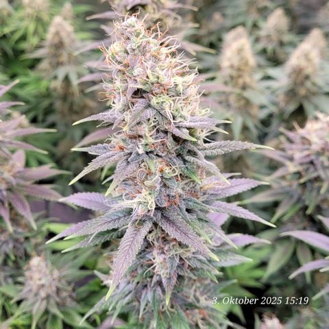 Fast Diesel growlog timeline photo