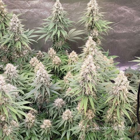 Mexy growlog timeline photo