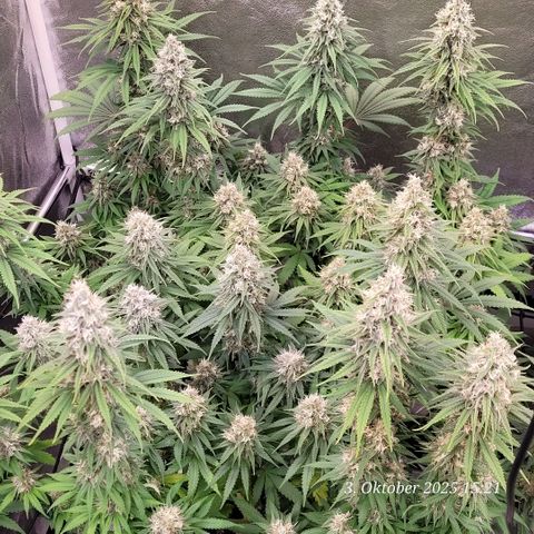 Mexy growlog timeline photo