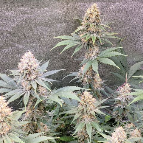 Pearly of Jamaica growlog timeline photo