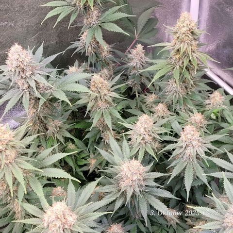 Pearly of Jamaica growlog timeline photo