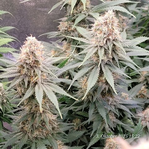 Pearly of Jamaica growlog timeline photo
