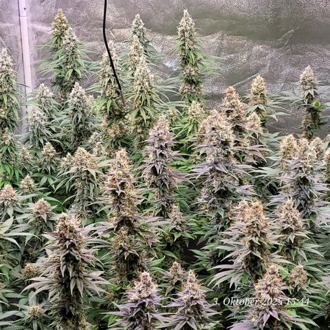 Fast Diesel growlog timeline photo