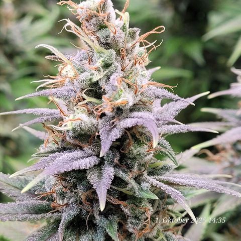 Fast Diesel growlog timeline photo