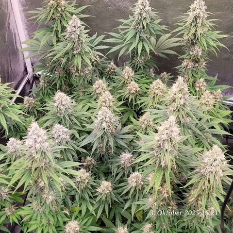 Mexy growlog timeline photo