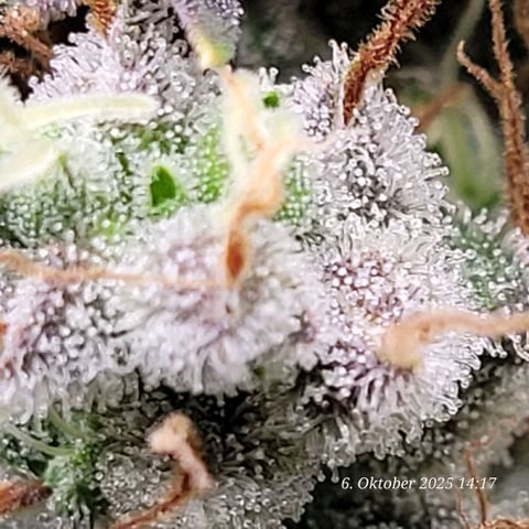 Fast Diesel growlog timeline photo