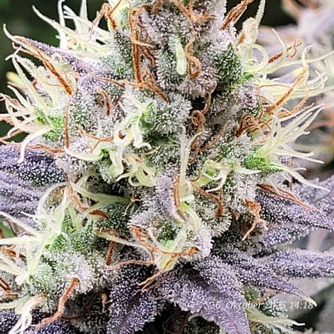 Fast Diesel growlog timeline photo