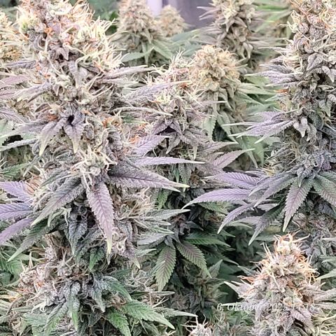 Fast Diesel growlog timeline photo