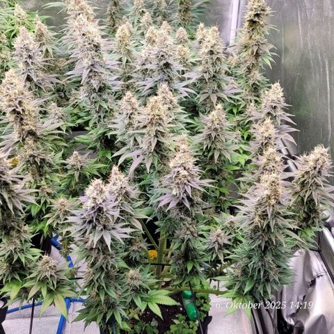 Fast Diesel growlog timeline photo