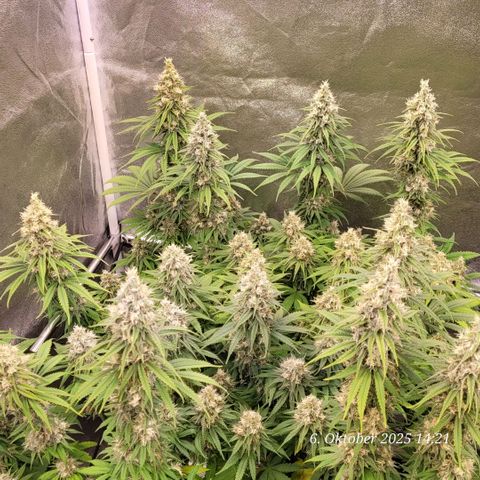 Mexy growlog timeline photo