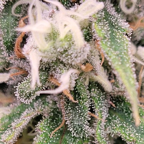 Mexy growlog timeline photo