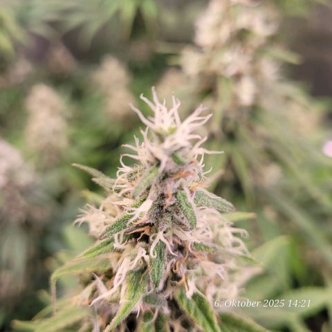 Mexy growlog timeline photo