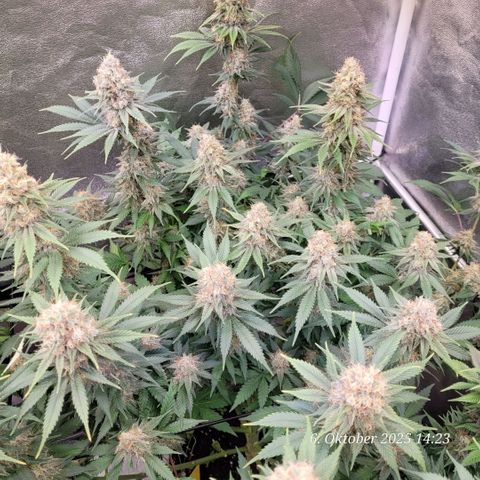 Pearly of Jamaica growlog timeline photo