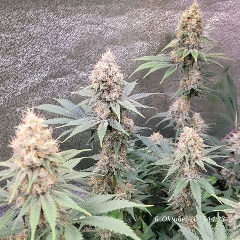 Pearly of Jamaica growlog timeline photo