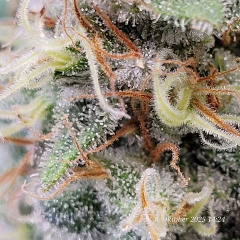 Pearly of Jamaica growlog timeline photo