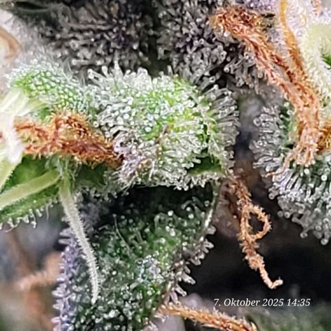 Fast Diesel growlog timeline photo