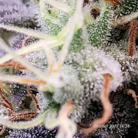 Fast Diesel growlog timeline photo