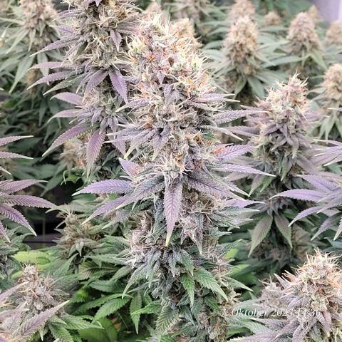 Fast Diesel growlog timeline photo