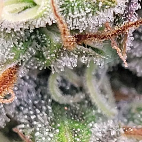 Fast Diesel growlog timeline photo