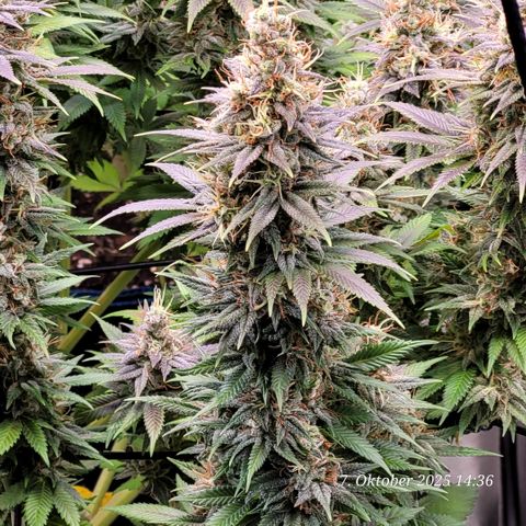 Fast Diesel growlog timeline photo