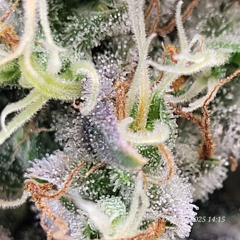 Fast Diesel growlog timeline photo